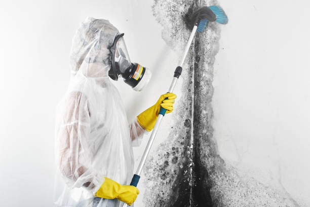 Environmental Consulting for Mold Prevention in Sinton, TX