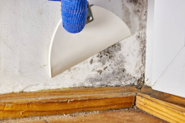 Best Mold Documentation for Insurance Claims  in Sinton, TX